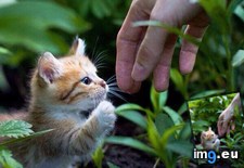 Tags: brother, cats (Pict. in My r/CATS favs)