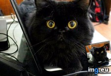 Tags: cats, favourite, place (Pict. in My r/CATS favs)