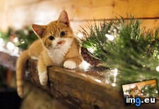 Tags: awesome, cats, style (Pict. in My r/CATS favs)