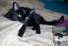 Tags: blanket, cats, strikes, suckler, warning (Pict. in My r/CATS favs)