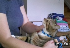 Tags: big, cat, cats, head, heart, life, stray, tiny (Pict. in My r/CATS favs)