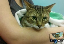Tags: big, cat, cats, head, heart, life, stray, tiny (Pict. in My r/CATS favs)