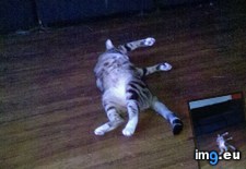 Tags: big, cat, cats, head, heart, life, stray, tiny (Pict. in My r/CATS favs)