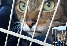 Tags: big, cat, cats, head, heart, life, stray, tiny (Pict. in My r/CATS favs)