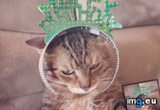 Tags: big, cat, cats, head, heart, life, stray, tiny (Pict. in My r/CATS favs)