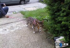 Tags: big, cat, cats, head, heart, life, stray, tiny (Pict. in My r/CATS favs)