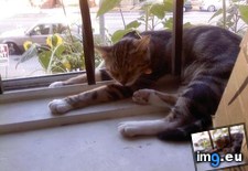 Tags: big, cat, cats, head, heart, life, stray, tiny (Pict. in My r/CATS favs)