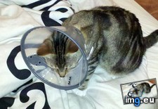 Tags: big, cat, cats, head, heart, life, stray, tiny (Pict. in My r/CATS favs)