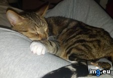 Tags: big, cat, cats, head, heart, life, stray, tiny (Pict. in My r/CATS favs)