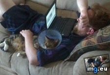 Tags: big, cat, cats, head, heart, life, stray, tiny (Pict. in My r/CATS favs)