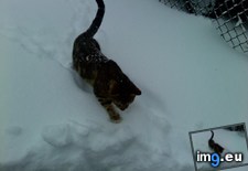 Tags: big, cat, cats, head, heart, life, stray, tiny (Pict. in My r/CATS favs)