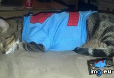 Tags: big, cat, cats, head, heart, life, stray, tiny (Pict. in My r/CATS favs)