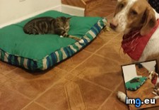 Tags: big, cat, cats, head, heart, life, stray, tiny (Pict. in My r/CATS favs)
