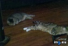 Tags: big, cat, cats, head, heart, life, stray, tiny (Pict. in My r/CATS favs)