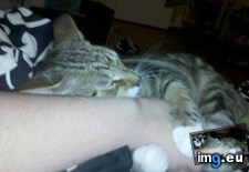 Tags: big, cat, cats, head, heart, life, stray, tiny (Pict. in My r/CATS favs)