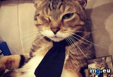 Tags: big, cat, cats, head, heart, life, stray, tiny (Pict. in My r/CATS favs)