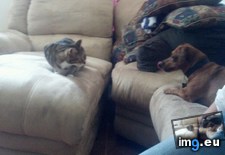 Tags: big, cat, cats, head, heart, life, stray, tiny (Pict. in My r/CATS favs)
