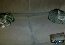 Tags: big, cat, cats, head, heart, life, stray, tiny (Pict. in My r/CATS favs)