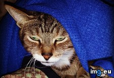 Tags: big, cat, cats, head, heart, life, stray, tiny (Pict. in My r/CATS favs)