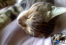 Tags: big, cat, cats, head, heart, life, stray, tiny (Pict. in My r/CATS favs)
