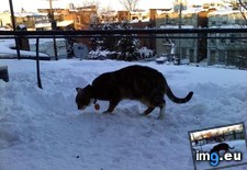 Tags: big, cat, cats, head, heart, life, stray, tiny (Pict. in My r/CATS favs)