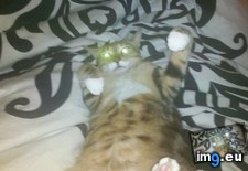 Tags: big, cat, cats, head, heart, life, stray, tiny (Pict. in My r/CATS favs)
