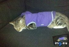 Tags: big, cat, cats, head, heart, life, stray, tiny (Pict. in My r/CATS favs)