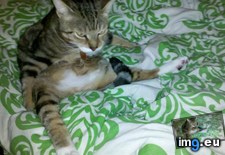 Tags: big, cat, cats, head, heart, life, stray, tiny (Pict. in My r/CATS favs)