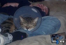 Tags: big, cat, cats, head, heart, life, stray, tiny (Pict. in My r/CATS favs)