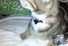 Tags: big, cat, cats, head, heart, life, stray, tiny (Pict. in My r/CATS favs)
