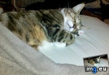 Tags: big, cat, cats, head, heart, life, stray, tiny (Pict. in My r/CATS favs)