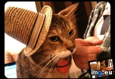 Tags: big, cat, cats, head, heart, life, stray, tiny (Pict. in My r/CATS favs)