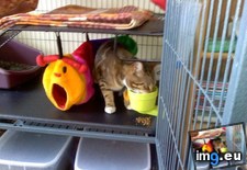 Tags: big, cat, cats, head, heart, life, stray, tiny (Pict. in My r/CATS favs)
