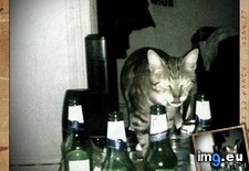 Tags: big, cat, cats, head, heart, life, stray, tiny (Pict. in My r/CATS favs)