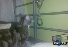 Tags: big, cat, cats, head, heart, life, stray, tiny (Pict. in My r/CATS favs)