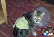 Tags: big, cat, cats, head, heart, life, stray, tiny (Pict. in My r/CATS favs)