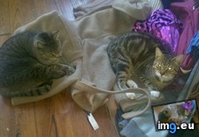 Tags: big, cat, cats, head, heart, life, stray, tiny (Pict. in My r/CATS favs)