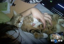 Tags: big, cat, cats, head, heart, life, stray, tiny (Pict. in My r/CATS favs)