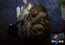 Tags: big, cat, cats, head, heart, life, stray, tiny (Pict. in My r/CATS favs)