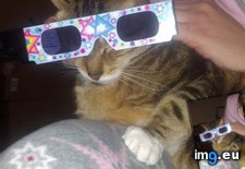 Tags: big, cat, cats, head, heart, life, stray, tiny (Pict. in My r/CATS favs)