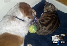 Tags: big, cat, cats, head, heart, life, stray, tiny (Pict. in My r/CATS favs)