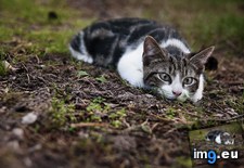 Tags: cats, hunter, mighty, prey, stalks (Pict. in My r/CATS favs)