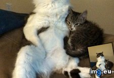 Tags: cat, cats, interesting, world (Pict. in My r/CATS favs)