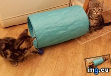 Tags: cats, night (Pict. in My r/CATS favs)