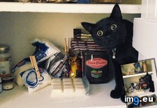 Tags: cats, pantry, real, troll (Pict. in My r/CATS favs)