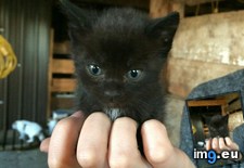 Tags: cats, litter, runt (Pict. in My r/CATS favs)