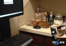Tags: cats, find, vet (Pict. in My r/CATS favs)
