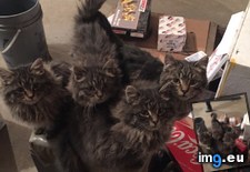 Tags: cats, gang, shop (Pict. in My r/CATS favs)