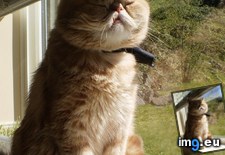 Tags: cats, morning, sun (Pict. in My r/CATS favs)