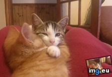 Tags: cats, cuddle, cwtch, means, welsh, word (Pict. in My r/CATS favs)